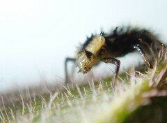 Harmonia testudinaria