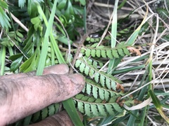 Polystichum