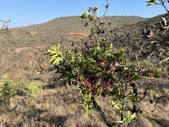 Tapinanthus rubromarginatus