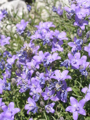 Campanula waldsteiniana