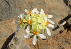 Pelargonium ochroleucum
