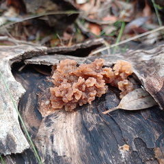 Phaeotremella