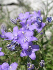 Campanula waldsteiniana