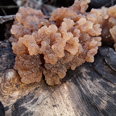 Phaeotremella