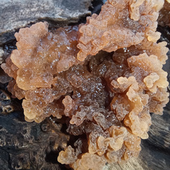 Phaeotremella