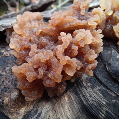 Phaeotremella