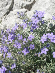 Campanula waldsteiniana