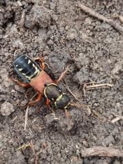 Staphylinus caesareus