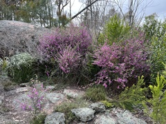 Boronia amabilis