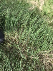Poa anceps