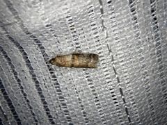 Conobathra tricolorella