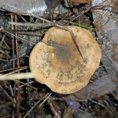 Microporus