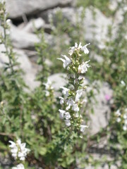 Clinopodium album