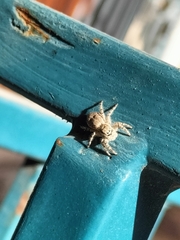 Menemerus semilimbatus