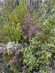 Boronia amabilis