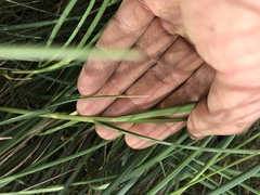 Poa anceps