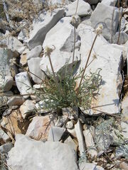 Knautia adriatica