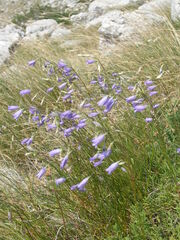 Campanula witasekiana
