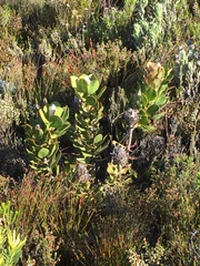 Protea speciosa