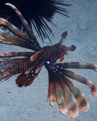 Pterois miles