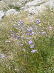 Campanula witasekiana