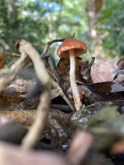 Leratiomyces ceres