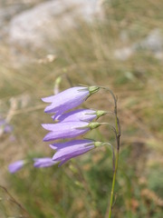 Campanula witasekiana