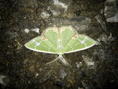 Comibaena nigromacularia