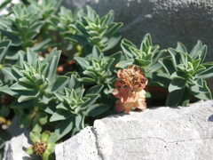 Euphorbia capitulata