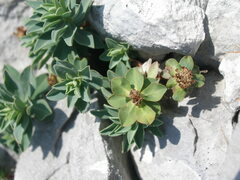 Euphorbia capitulata