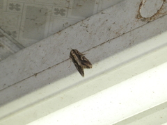 Spodoptera dolichos