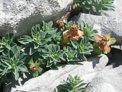 Euphorbia capitulata
