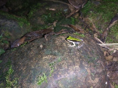 Odorrana hosii