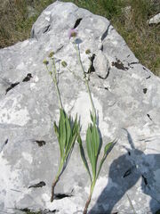 Knautia travnicensis