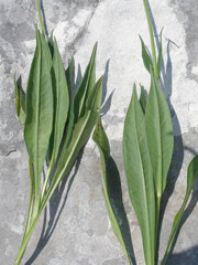 Knautia travnicensis