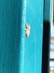 Menemerus semilimbatus