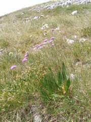 Knautia travnicensis