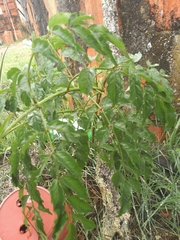 Podranea ricasoliana