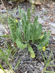 Ornithopus compressus