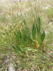 Knautia travnicensis