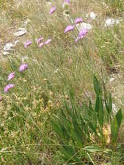 Knautia travnicensis