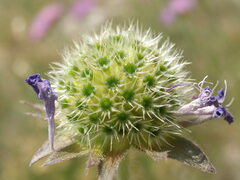 Knautia travnicensis