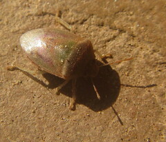 Piezodorus purus