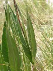 Knautia travnicensis