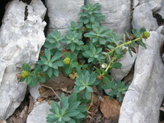 Euphorbia capitulata
