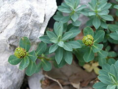 Euphorbia capitulata