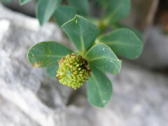 Euphorbia capitulata