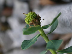 Euphorbia capitulata