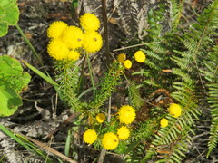 Chrysocoma coma-aurea