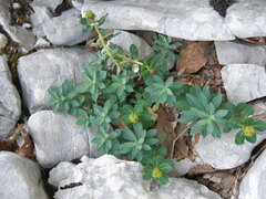 Euphorbia capitulata